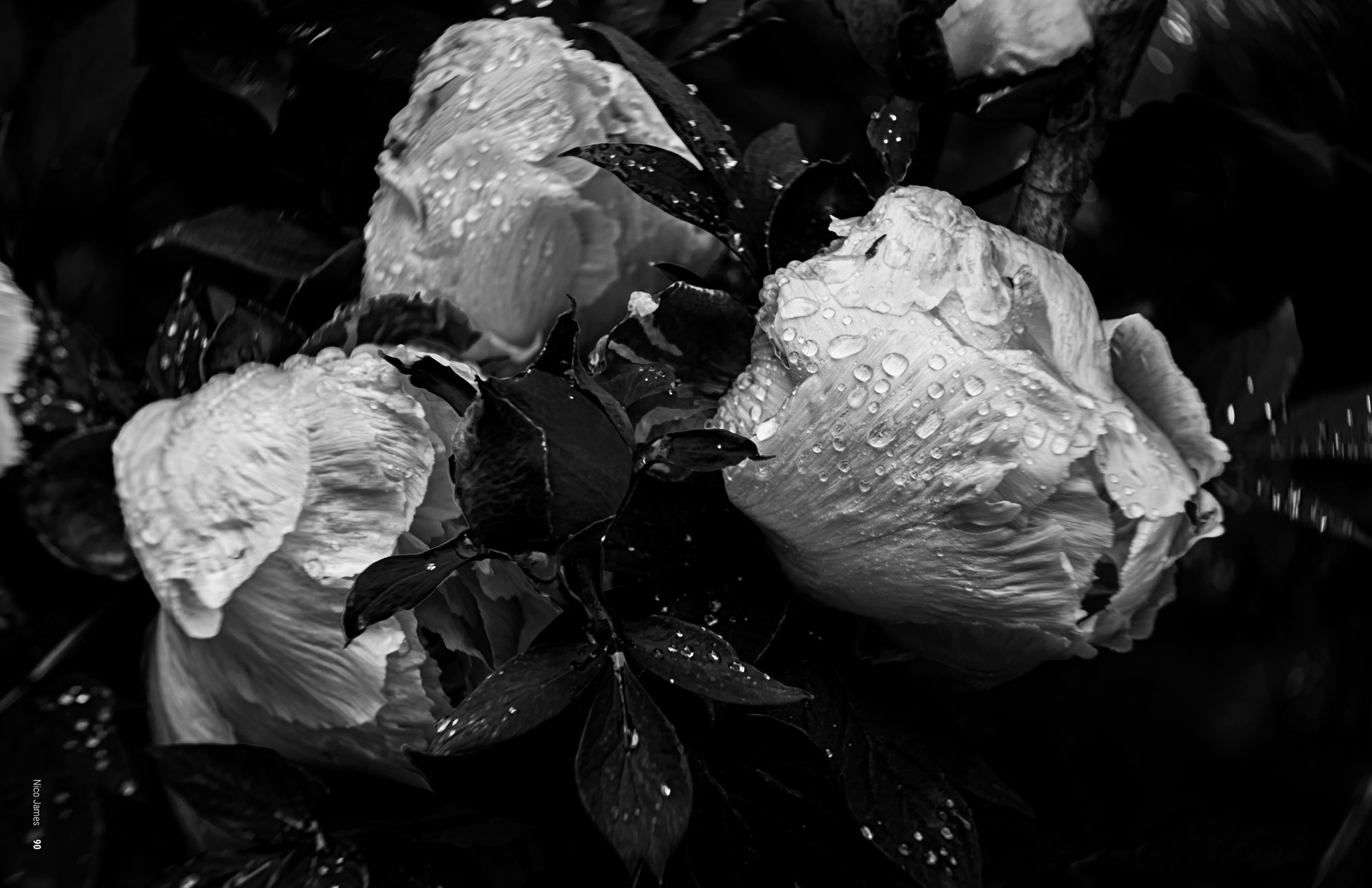 Photograph of three flowers in black and white