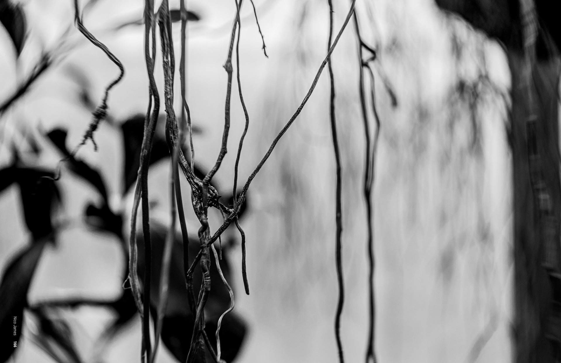 Black and white photograph of vines